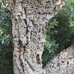 Quercus suber Bark