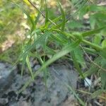 Liatris aspera Leaf