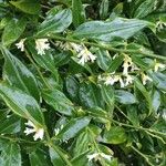 Sarcococca orientalis Květ