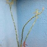 Euphorbia tithymaloides Leaf