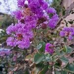 Lagerstroemia speciosaVirág