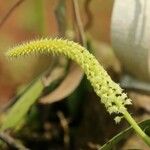 Polystachya polychaete Flower