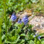 Veronica prostrata Blüte