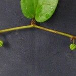 Smilax mollis Kita