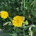 Crepis setosa Кветка