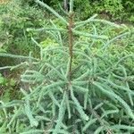 Picea mariana Blatt