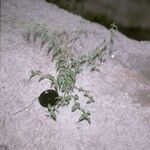 Microstachys corniculata Habit