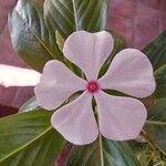 Catharanthus roseusÕis