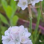 Armeria maritimaKukka