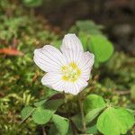 Oxalis acetosella Flower