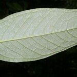 Anthurium microspadix List