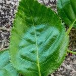 Betula papyrifera Leaf