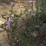 Erucaria hispanica Blomst
