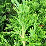 Juniperus sabina Blad