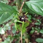 Coffea mannii Plod