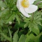 Anemone sylvestris অভ্যাস