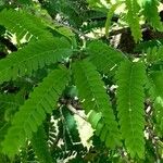 Tamarindus indica 葉