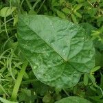 Ipomoea tiliacea Leaf