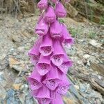 Digitalis purpureaফুল