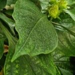 Torenia fournieri Leaf