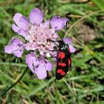 Scabiosa columbaria Sonstige