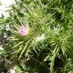 Carduus aurosicus Flower