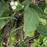 Alisma lanceolatum Leaf