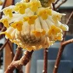 Edgeworthia chrysantha Kvet