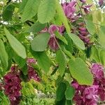 Robinia hispida Blüte