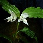 Prosartes maculata ফুল