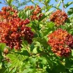 Physocarpus capitatus Fruit