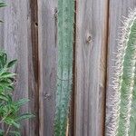 Echinopsis lageniformis Corteza