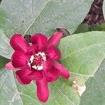 Calycanthus floridus Floare