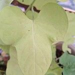 Ipomoea batatas Leaf