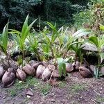 Cocos nucifera Fulla