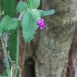 Pulmonaria obscura Leht