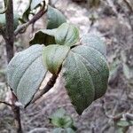 Cistus laurifolius Leaf