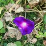 Ipomoea purpurea Blomst