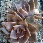 Echeveria affinis Ліст