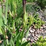 Iris aphylla Flower