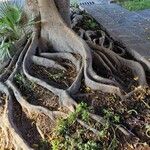 Ficus retusa Inny