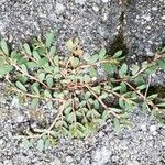 Chamaesyce prostrata Blatt