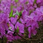 Rhododendron wadanum Blüte