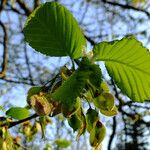 Ulmus laevis Φύλλο