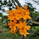 Epidendrum radicansLehti