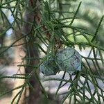 Cupressus lusitanica Φρούτο