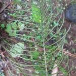 Blechnum gracile Іншае