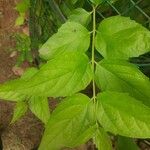 Nyctanthes arbor-tristis Frunză
