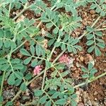 Indigofera tsiangiana List