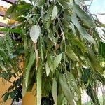 Pseudorhipsalis ramulosa Frucht